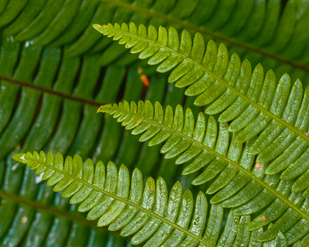 The Art of Forest Bathing